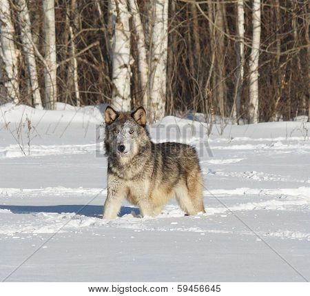 timber wolf