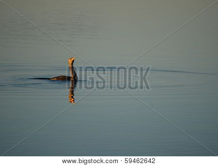 Cormorant in the Sunlight