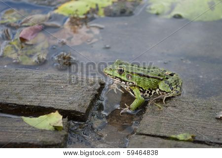 Toad Sitting Near River