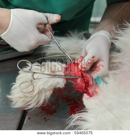 Dog Surgery