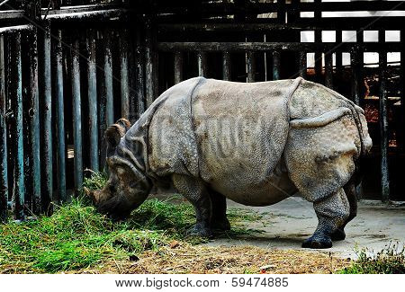Rhinoceros
