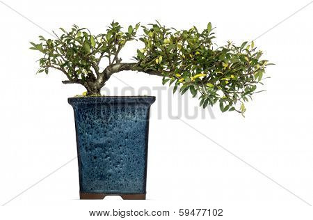 Ilex bonsai tree, isolated on white