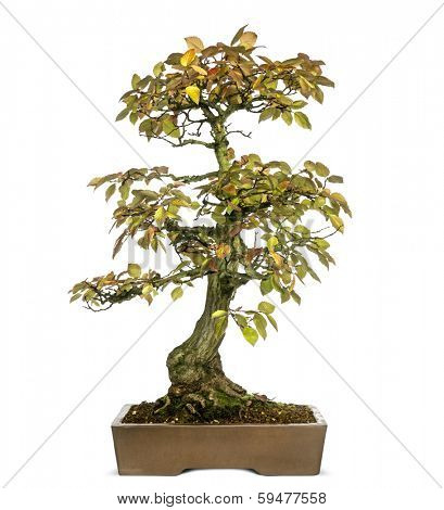 Korean Hornbeam bonsai tree, Carpinus turczaninowii, isolated on white