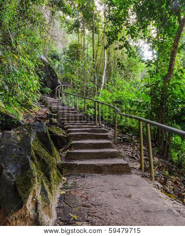 Stairway In Forest