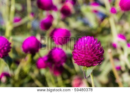 Globe Amaranth
