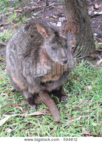 Pademelon