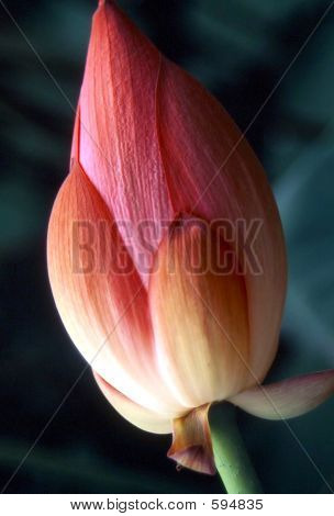 Fiore di loto 1