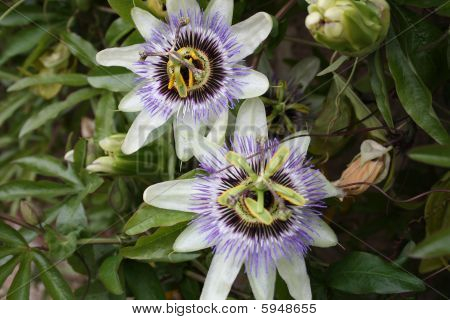 Passionsblume