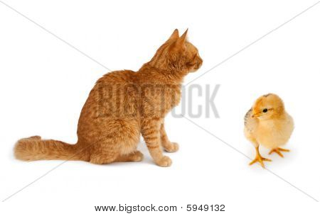 빨간 고양이 노란 닭