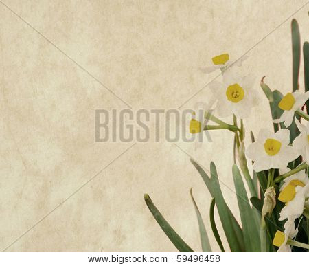 narcissus blooming on old paper 