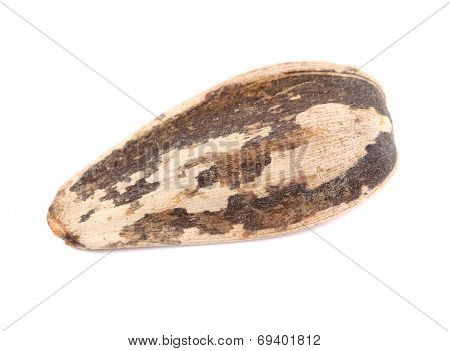 Close up of sunflower seed.