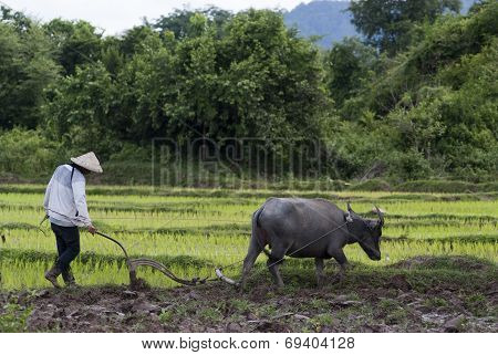 Land Preparation