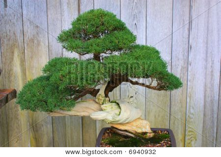 Japanske have