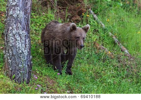 Wild Bear