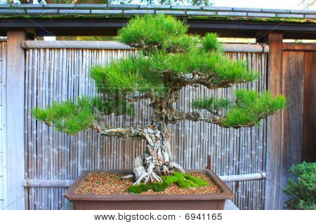 Bonzai træ
