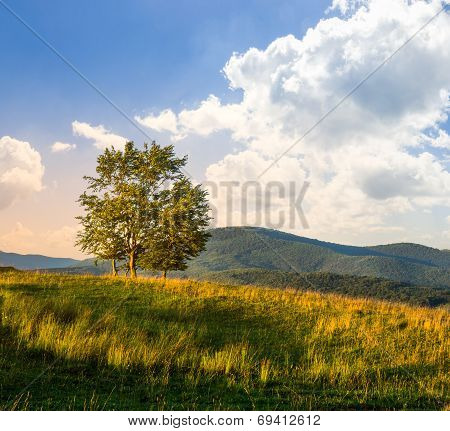 Trees Near Valley In Mountains  On Hillside