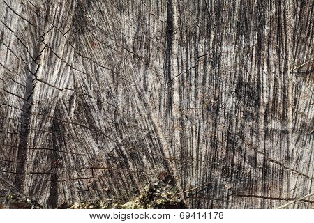 Texture of old tree closeup