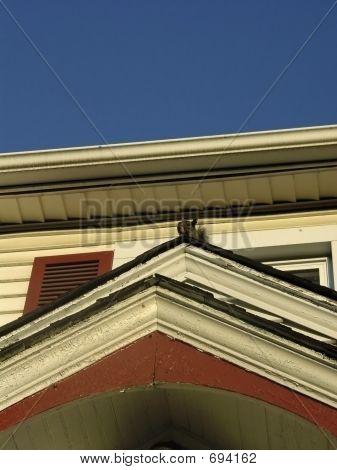 Scoiattolo sul tetto