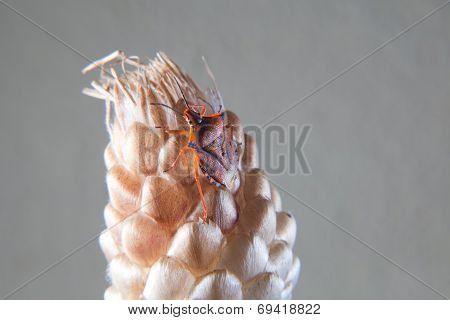 Orange Carpocoris Fuscispinus