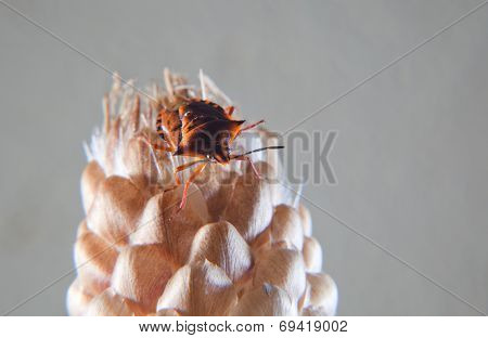 Orange Carpocoris Fuscispinus