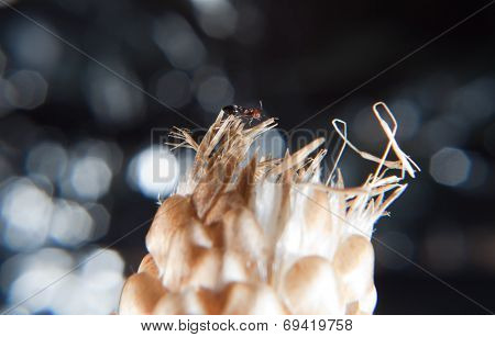 Ants Crematogaster Scutellaris