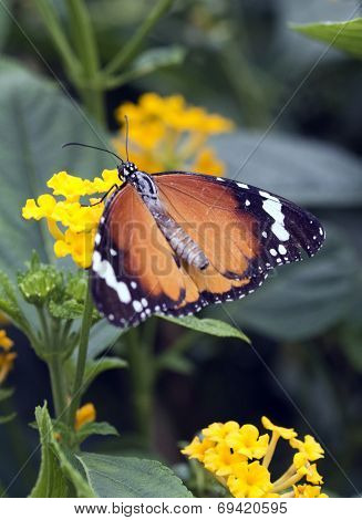 Plain Tiger Butterfly Or African Monarch (danaus Chrysippus)