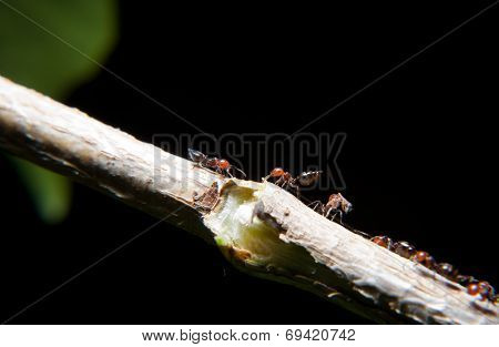 Ants Climbing An Ivy Branch