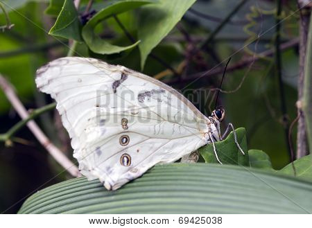 The White Morpho (morpho Polyphemus)