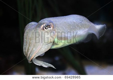 Cuttlefish