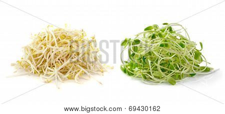 Bean Sprouts On White Background