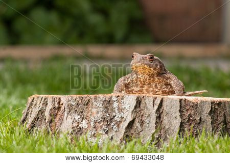 frog on the tree stump and green grass