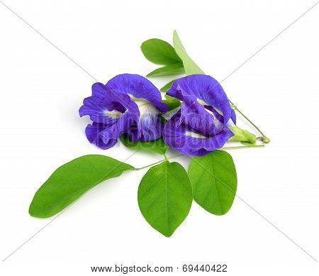 Asian Pigeonwings Flower On White Background