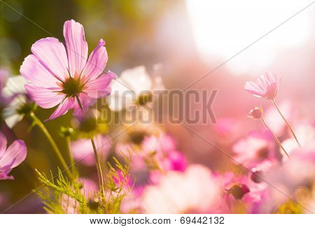 Cosmos flowers under sunlight