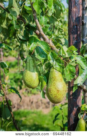 Ripening Conference Pears On The Trees