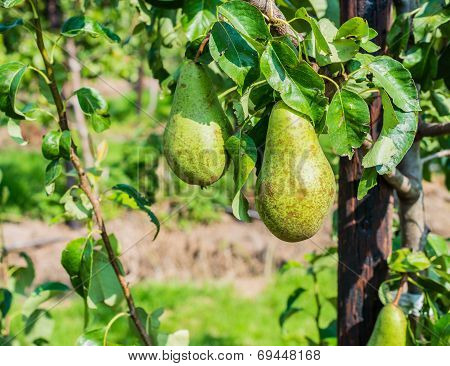 Ripening Conference Pears On The Tree