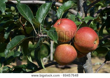Three Red Apples Ripen On The Tree
