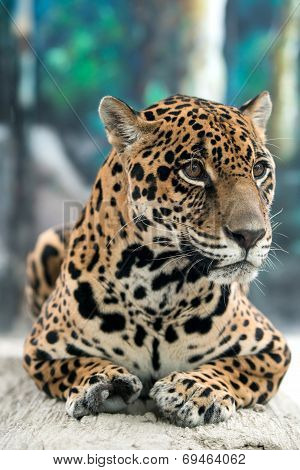 Jaguar ( Panthera Onca )