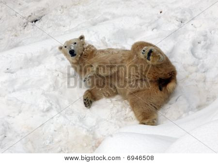 Orso polare sulla neve In Zoo