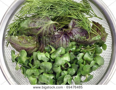Fresh herbs with water drops in a metal colander. Overhead view.