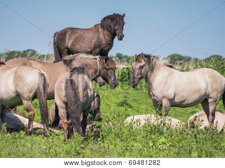 Goup of Konik horses