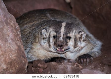 American Badger