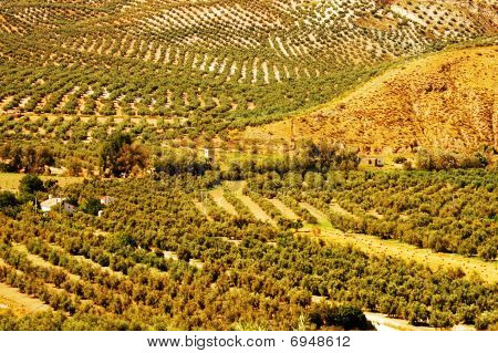 Olive Grove