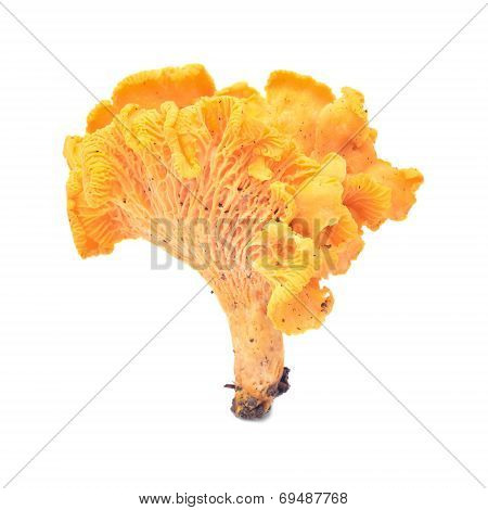 Cantharellus Cibarius