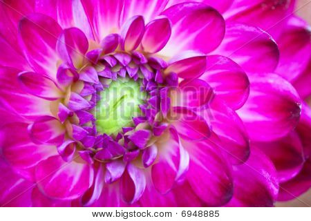 Makro visning af Pink blomst Dahlia