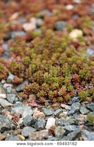 Green plant, outdoors