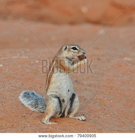 Ground Squirrel (xerus Inaurus)