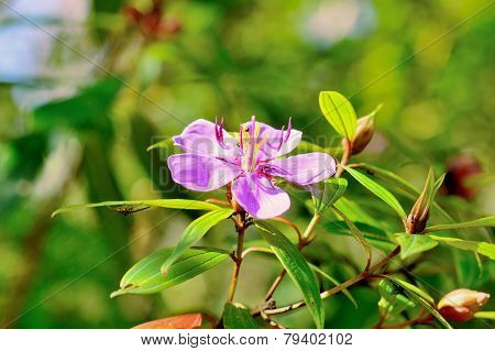 Melastoma Violet Flower In Morning Fresh On  Background