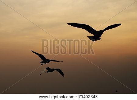 Seagull With Sunset At Bang Pu Beach
