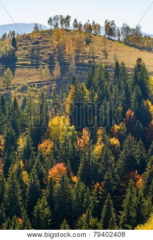 Autumn forest in Romania