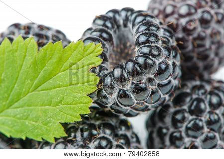 Blackberries With Green Leaf Close-up